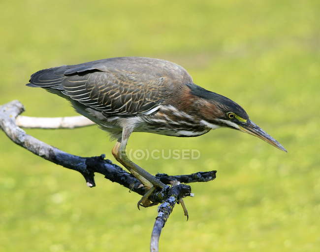 Green Heron on perch looking down and hunting in wetland. — Stock Photo