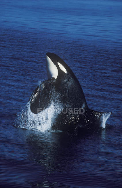 Breaching killer whale in water of British Columbia, Canada. — Stock Photo