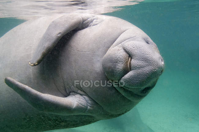 Florida manatee swimming in Crystal River of Florida, USA — Stock Photo