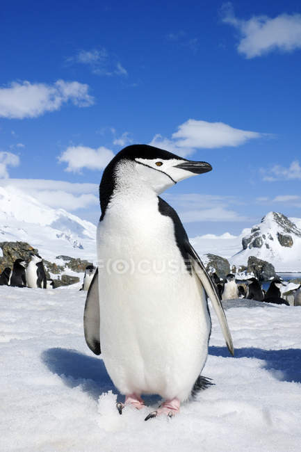 Pingouin de Chinstrap debout devant la colonie de nidification sur Half Moon Island, péninsule Antarctique — Photo de stock