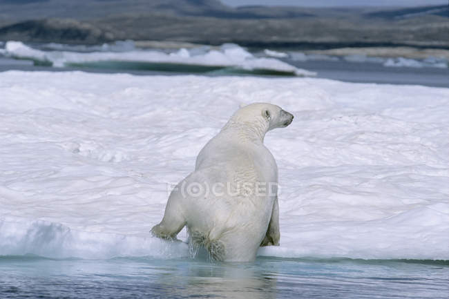 Orso polare che si arrampica su un lastrone di ghiaccio dall'acqua nel Parco Nazionale di Ukkusiksalik, Canada . — Foto stock