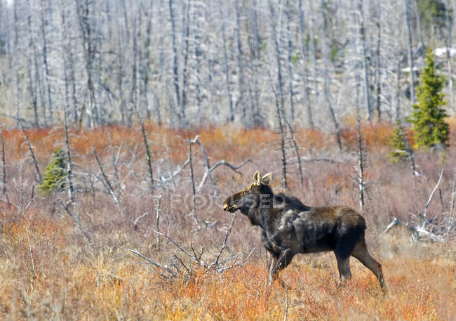 Moose walking in tundra meadow of Southwest Alberta forest in Canada. — Stock Photo