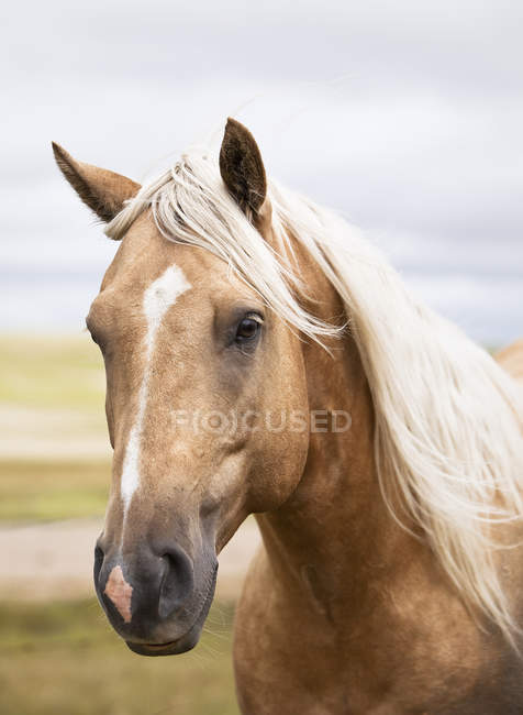 Portrait of beige horse on Canadian prairie. — Stock Photo