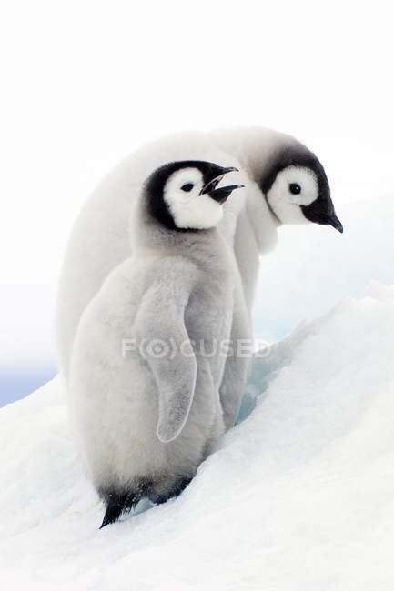 Emperor penguin chicks climbing on snow hill at Snow Hill Island, Weddell Sea, Antarctica — Stock Photo