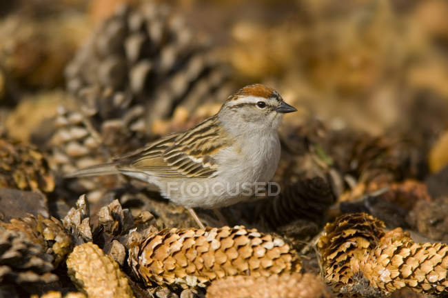 Chipping sparrow sitting on pine cones, close-up. — Stock Photo
