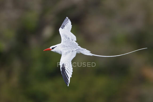 Рахунок виставляється червоний tropicbird політ біля узбережжя Долар Тринідаду і Тобаго. — стокове фото