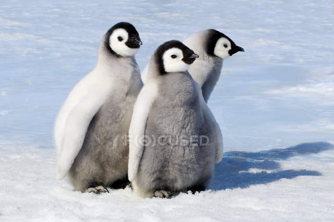 Пухнасті Імператорський пінгвін курчат на снігу, сніг пагорбі острова, Weddell море, Антарктиди — стокове фото