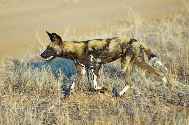 Caçando o cão selvagem africano no prado do Parque Nacional de Samburu, Quênia, África Oriental — Fotografia de Stock