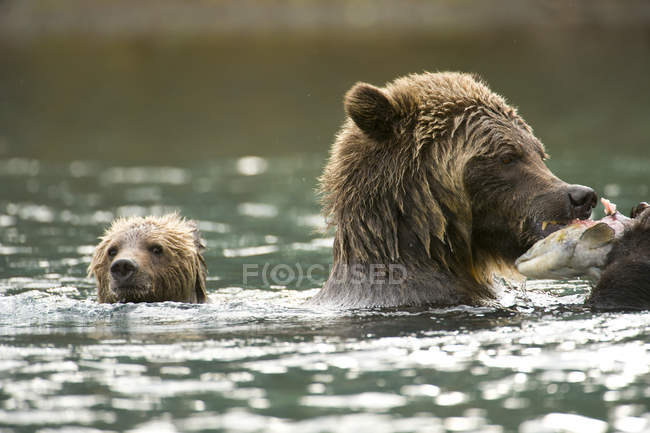 Медведь гризли с детенышем плавает и ест лосося в реке Чилько, Британская Колумбия, Канада — стоковое фото