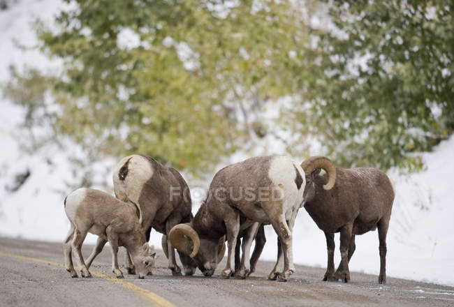 Бигхорн овцы баранов лизать асфальт на зимней дороге в Уотертон Лейкс Национальный парк, Альберта, Канада — стоковое фото