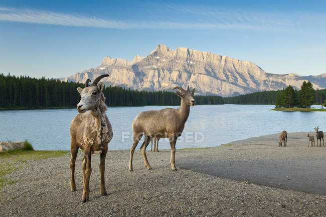 Bighorn ovelhas em Two Jack Lake em Banff National Park, Alberta, Canadá — Fotografia de Stock