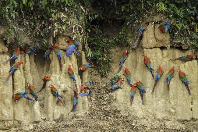 Rot-grüne Aras fressen Lehm am Lehm leckenden Felsen im Manu Nationalpark, Peru. — Stockfoto