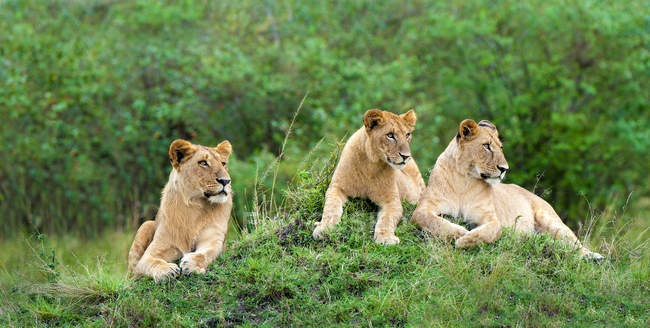 African lionesses resting on termite mound in Masai Mara Reserve, Kenya, East Africa — Stock Photo