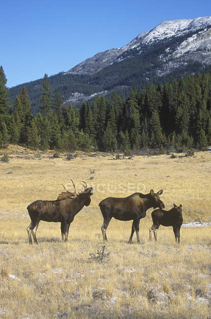 Rutting moose in forested wetland in region of British Columbia, Canada — Stock Photo