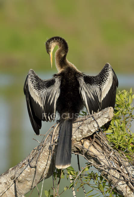 Anhinga uccelli acquatici ali di essiccazione su tronco di legno al lago — Foto stock