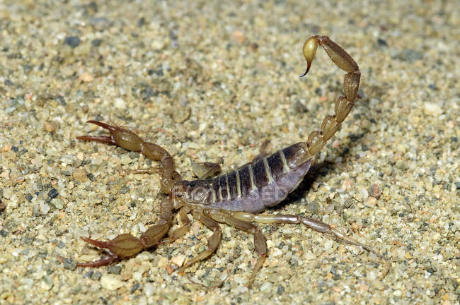 Northern scorpion in defensive posture, close-up. — Stock Photo