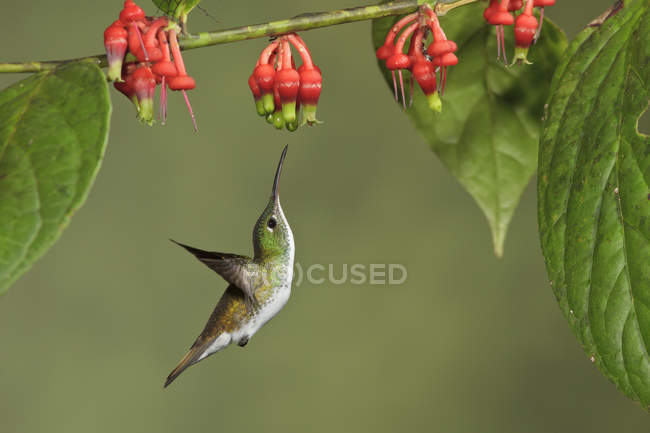 Colibrì di smeraldo andino che vola mentre si nutre presso la pianta in fiore in Ecuador . — Foto stock