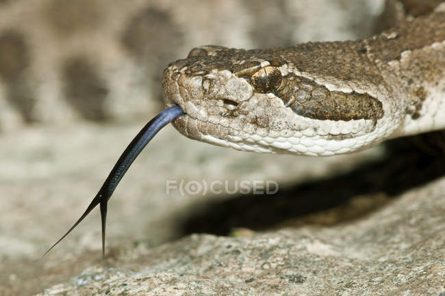 Primer plano de la cabeza de serpiente de cascabel occidental con lengua bifurcada . - foto de stock