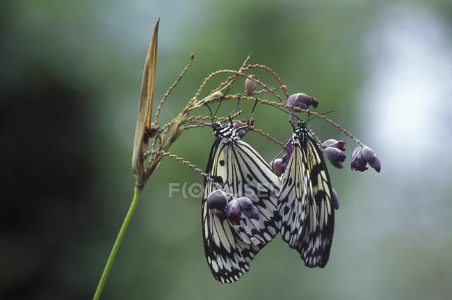 Біле дерево німфи метелики сидячи на заводі, Закри — стокове фото