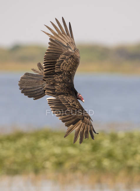 Tacchino avvoltoio che vola con le ali spiegate all'aperto . — Foto stock