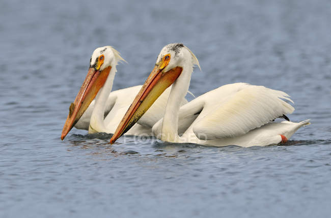 Great white pelicans swimming in water, close-up. — Stock Photo