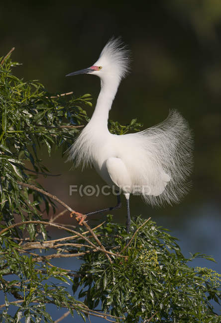 Egret nevado tremendo penas no ritual de acasalamento na folhagem da árvore — Fotografia de Stock