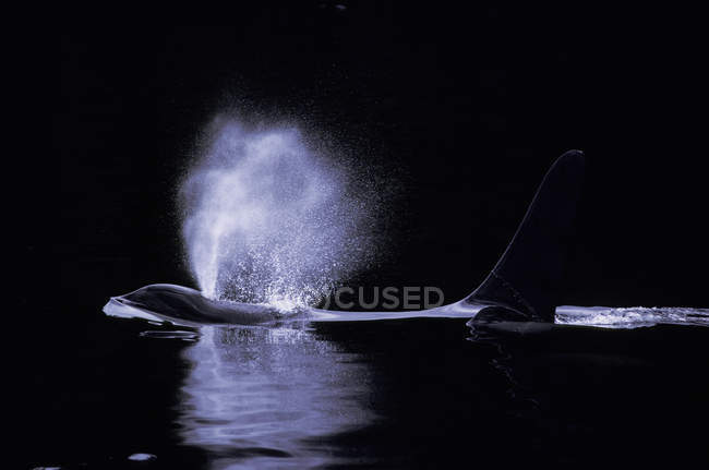 Killer whale surfacing in water in British Columbia, Canada. — Stock Photo
