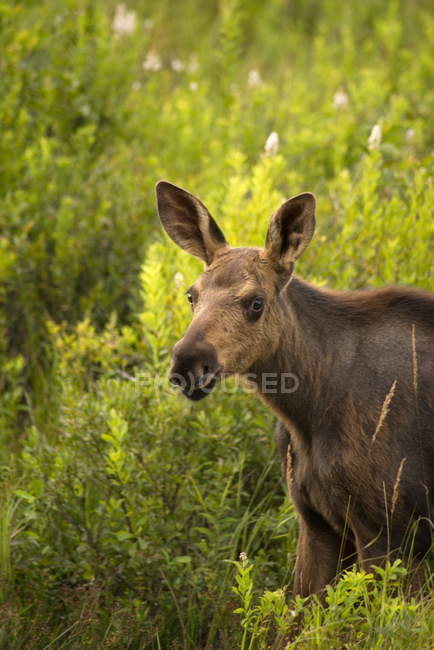 Moose calf in green grass of Algonquin Park, Canada. — Stock Photo