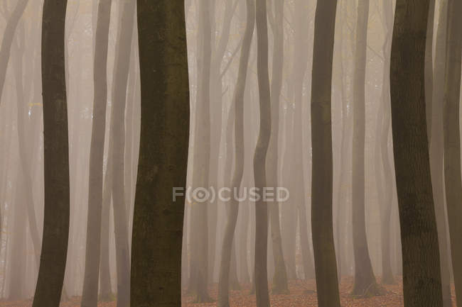 Troncs d'arbres forestiers dans le brouillard près de Francfort, Allemagne — Photo de stock