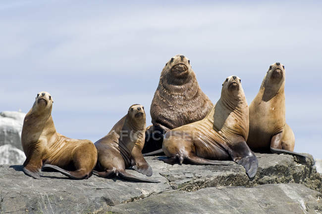 Colônia de leões marinhos descansando sobre rochas, Gwaii Haanas, Haida Gwaii, Colúmbia Britânica, Canadá — Fotografia de Stock
