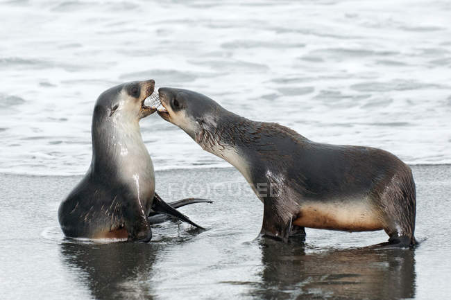 Juvenile antarctic fur seals playing on wet seaside. — Stock Photo