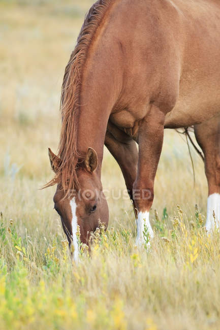 Cavalo pastando no prado com flores silvestres . — Fotografia de Stock