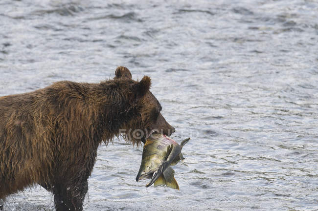 Orso grizzly in piedi e che trasporta pesce salmone nella corrente riproduttiva di Fish Creek nella foresta nazionale di Tongass, Alaska, Stati Uniti d'America . — Foto stock