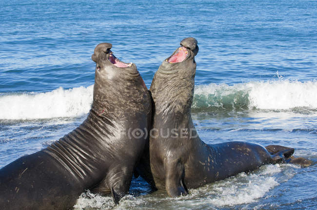 Toros marinos elefantes del sur luchando por territorio en la playa . - foto de stock