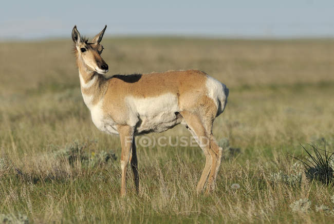 Pronghorn standing in meadow of Alberta, Canada — Stock Photo