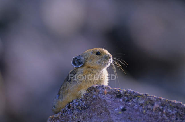 Pika sentado en la roca en el Parque Nacional Jasper, Alberta, Canadá . - foto de stock