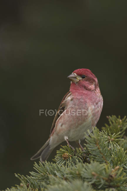 Male purple finch perched in evergreen tree. — Stock Photo