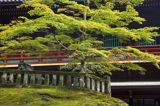Érable au complexe du sanctuaire Toshogu à Nikko, Japon . — Photo de stock