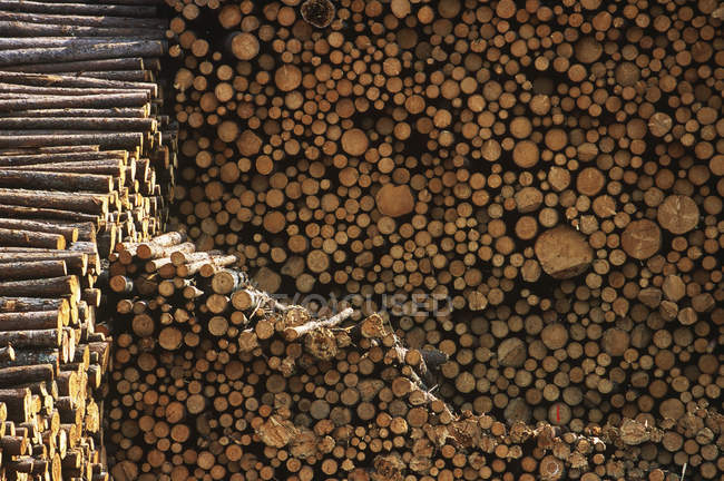 Piles of cut wooden brown tree trunks — Stock Photo