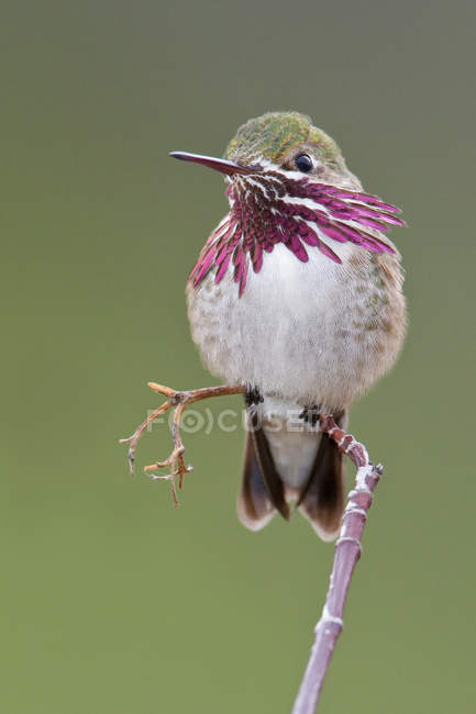 Calliope hummingbird perched on branch in woodland. — Stock Photo