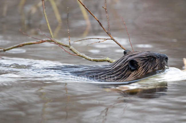Beaver swimming in pond with aspen tree branch, Ontario, Canada — Stock Photo