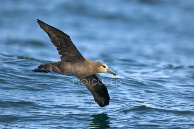Albatros dai piedi neri che sorvola la superficie blu dell'acqua
. — Foto stock