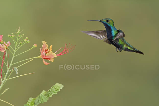 Black-throated mango hummingbird flying while feeding at flowering plant. — Stock Photo
