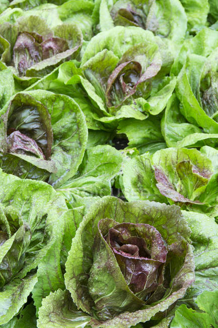 Close-up of red butter lettuce, full frame — Stock Photo