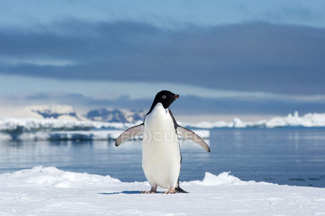 Pinguino di Adelie che penzola dal bordo di ghiaccio sull'isola di Petrel, penisola antartica — Foto stock