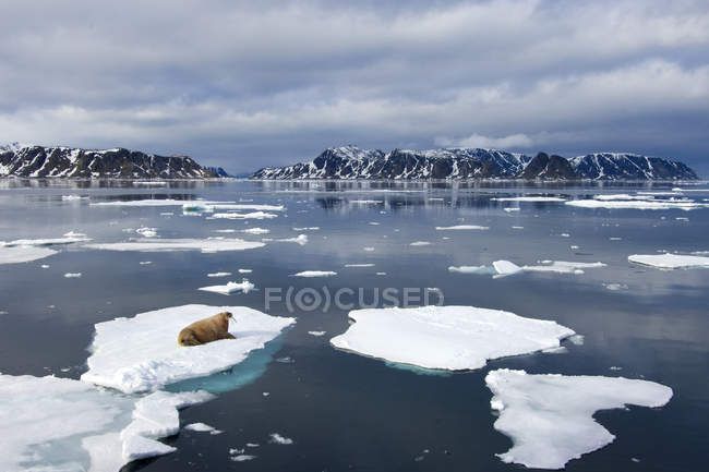 Morsa atlântica deitada em gelo no mar pelo Arquipélago de Svalbard, no Ártico da Noruega — Fotografia de Stock