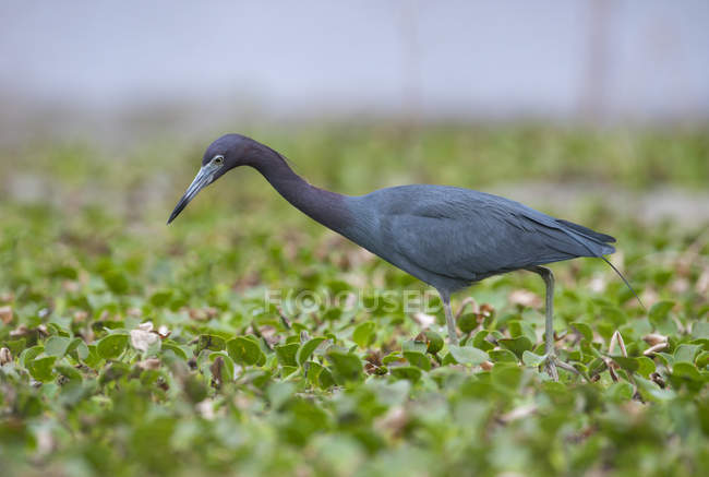 Great blue heron bird hunting in marsh. — Stock Photo