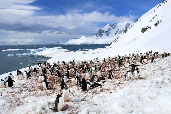 Gentoo колонії пінгвінів на Cuverville острові, Антарктичного півострова, Антарктида — стокове фото