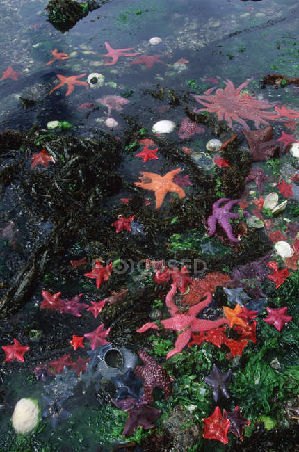 Anêmonas marinhas e estrelas marinhas na maré baixa, Dolomite Narrows, Gwaii Haanas, British Columbia, Canadá . — Fotografia de Stock