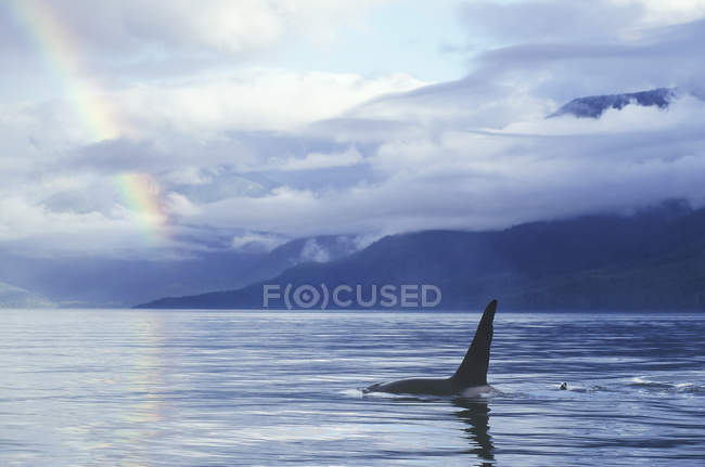 Baleia assassina e arco-íris sobre a água na Colúmbia Britânica, Canadá . — Fotografia de Stock